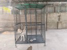 ahmedabad Pet dog news