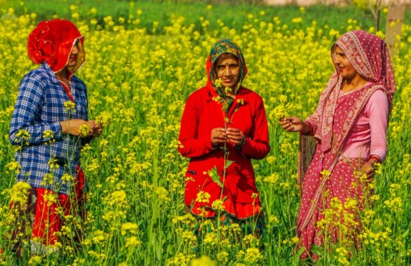 Basant panchmi field of sarson