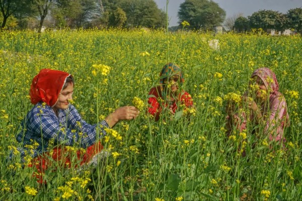 Basant panchmi field of sarson