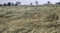 Unseasonal rains damage crops
