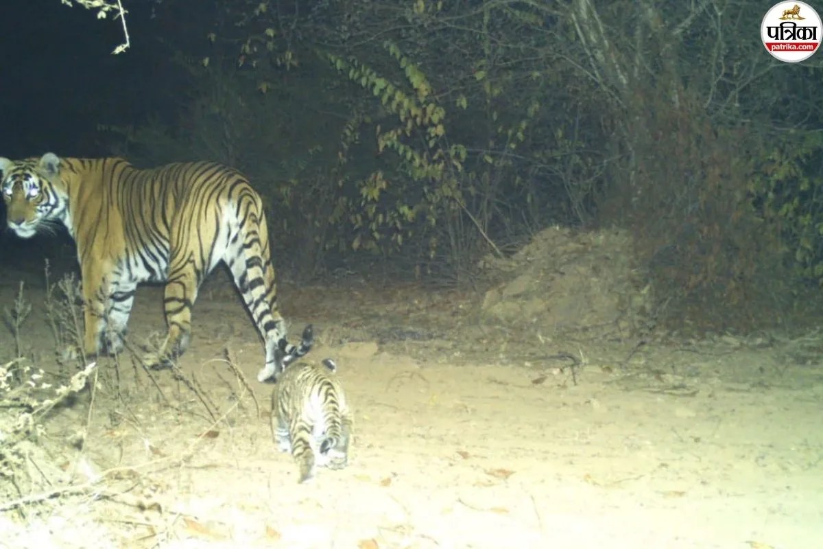 Dholpur-Karauli Tiger Reserve