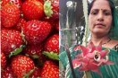 success story women earning big money from crops like strawberries dragon fruit and ragi in their fields
