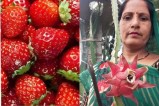 success story women earning big money from crops like strawberries dragon fruit and ragi in their fields