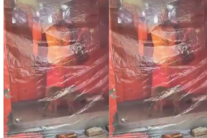 कुत्ता 35 घंटे से लगातार कर रहा परिक्रमा