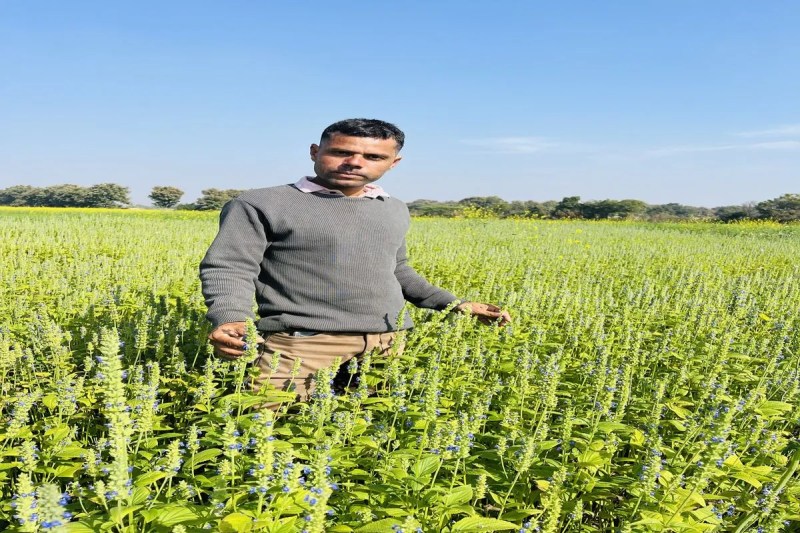 Outperforming traditional farming, fortunes are shining with this 'Mexican superfood'.