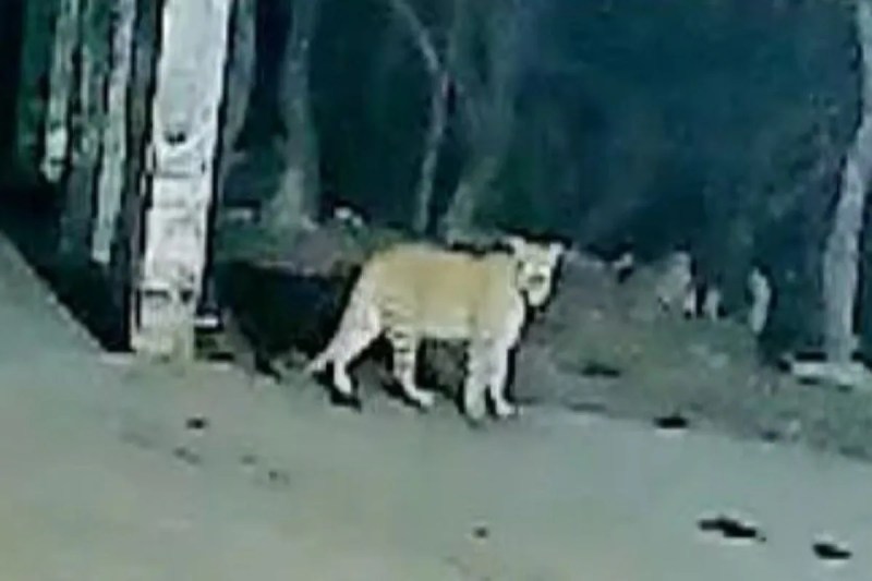 A panther is 'guarding' the Hamirgarh Chamunda Mata temple complex.