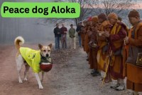 Story of Indian Street Dog Aloka