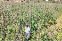 arandi ka tel, arandi oil, arandi ki fasal, arandi ki kheti, arandi ki kheti kaise hoti hai, arandi ki kheti ki jankari, arandi ki kheti in rajasthan, arandi ki kheti in hindi, arandi ki kheti kab hoti hai, arandi ki kheti kab ki jaati hai, arandi ki kheti kaise kare, Castor cultivation, castor cultivation in Jalore, castor cultivation in Rajasthan, how is castor cultivation done, when is castor cultivation done, how to do castor cultivation, अरंडी की खेती, अरंडी की खेती इन जालोर, अरंडी की खेती इन राजस्थान, अरंडी की खेती कैसी की जाती है, अरंडी की खेती कब की जाती है, अरंडी की खेती कैसे करें