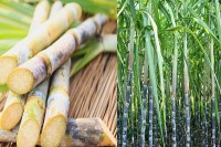 Bhagwant Mann Sugarcane Subsidy