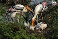National Bird Day today Special feature Why are bird lovers from all over world so fascinated by Keoladeo Bharatpur Rajasthan know