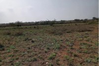 Bisalpur Dam, Bisalpur Dam News, Bisalpur Dam Latest News, Bisalpur Dam Update News, Irrigated Land, Bisalpur Dam Irrigated Land, Tonk News, Rajasthan News, बीसलपुर बांध, बीसलपुर बांध न्यूज, बीसलपुर बांध लेटेस्ट न्यूज, बीसलपुर बांध अपडेट न्यूज, सिंचित भूमि, बीसलपुर बांध सिंचित भूमि, टोंक न्यूज, राजस्थान न्यूज