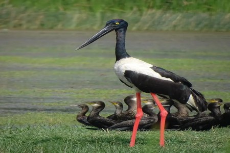 Black Necked Stork