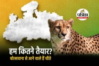 Botswana Cheetah in MP