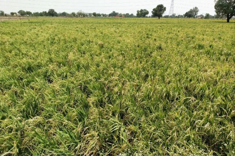 Bundi : धान अनुसंधान केंद्र खुले तो मिले किसानों को संबल