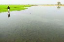 दो सौ बीघा में नहर का पानी भरा, गेहूं की फसल गलने लगी