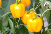 पीला मिर्च की आधुनिक खेती (photo source- Patrika)