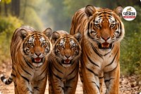 अचानकमार टाइगर रिजर्व (photo source- Patrika)