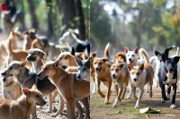 प्रतीकात्मक तस्वीर, मेटा एआइ