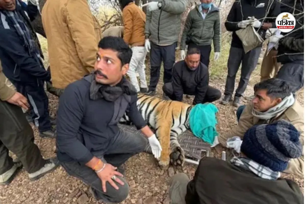 रणथम्भौर का ‘सुल्तान’ बाघ टी-2408 मुकुंदरा हिल्स में शिफ्ट, पत्रिका फोटो