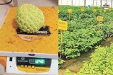 सीताफल उत्कृष्टता केंद्र में सवा किलो वजन का फल, पत्रिका फोटो