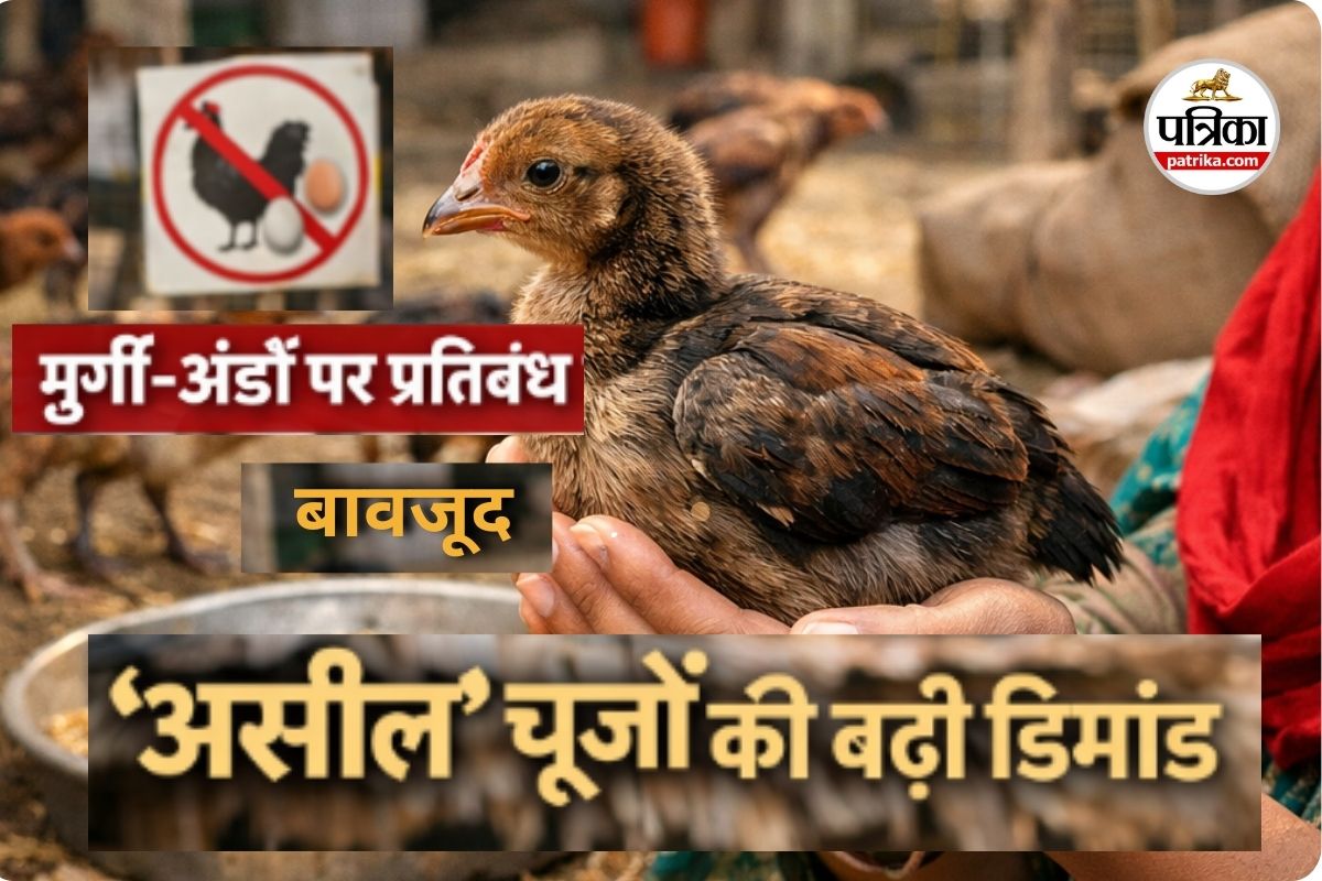 ‘असील’ चूजों की बिक्री तेज (photo source- Patrika)