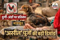 ‘असील’ चूजों की बिक्री तेज (photo source- Patrika)