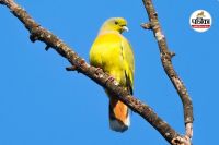 दुर्लभ ऑरेंज-ब्रेस्टेड ग्रीन-पिजन (photo source- Patrika)