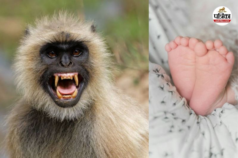 बंदर ने मां की गोद से 15 दिन की मासूम को छीनकर कुएं में फेंका, फिर हुआ ये चमत्कार? जानकर उड़ जाएंगे होश