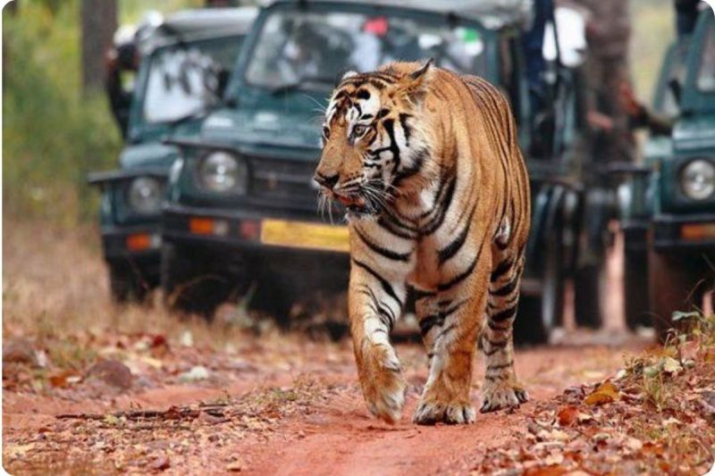 एनटीसीए का बड़ा आदेश (photo source- Patrika)