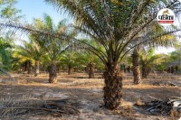 ऑयल पाम की खेती को बढ़ावा (photo source- Patrika)