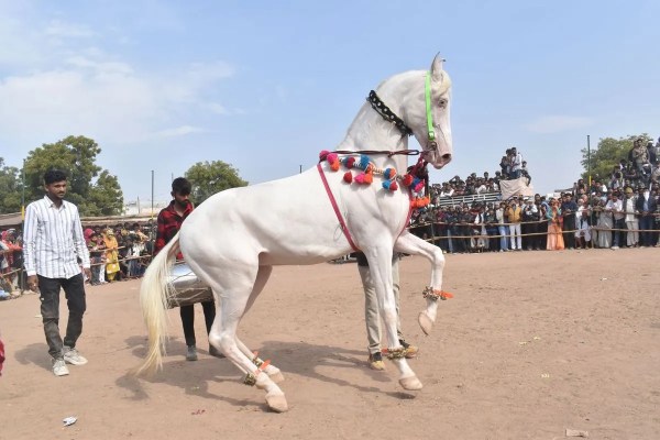 Nagaur's world famous cattle fair 2026