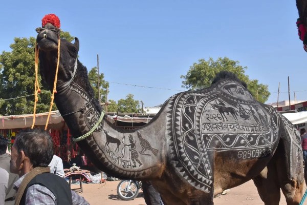 Nagaur's world famous cattle fair 2026