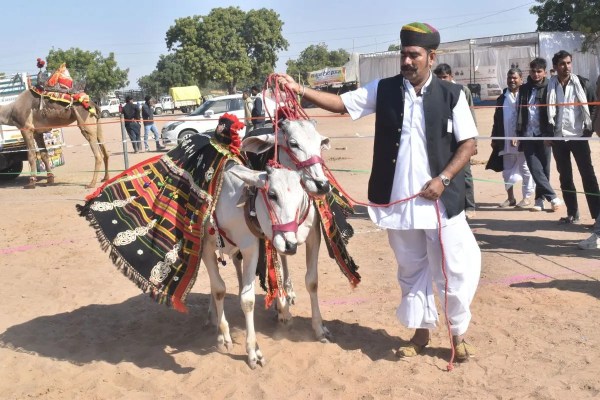 Nagaur's world famous cattle fair 2026