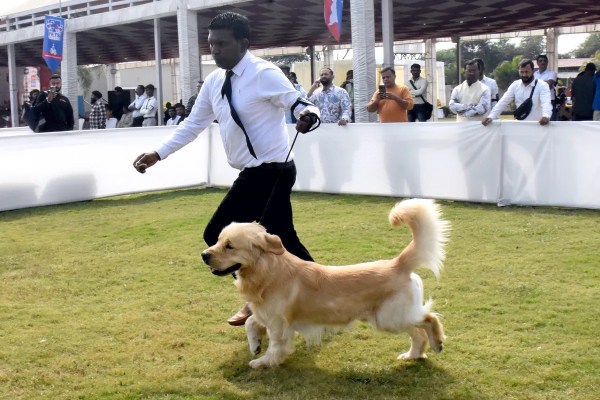 Dog Show Bhopal