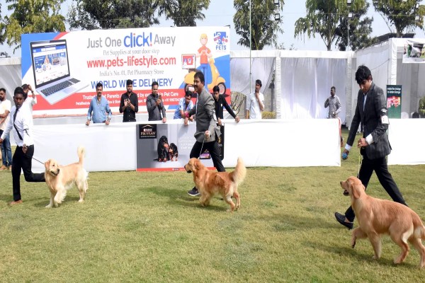 Dog Show Bhopal