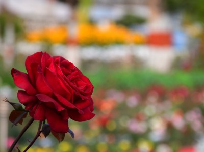 Short video poster image