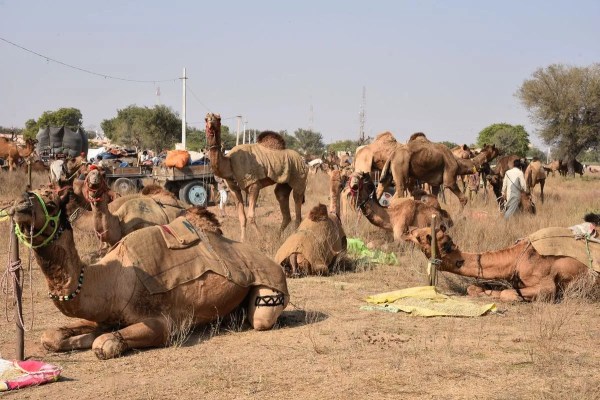 Nagaur's world famous cattle fair 2026