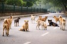 delhi stray dogs mcd budget for microchipping and vaccination