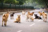 delhi stray dogs mcd budget for microchipping and vaccination