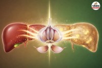 Benefits of Eating Raw Garlic, Fatty liver treatment at home, fatty liver home remedy in hindi