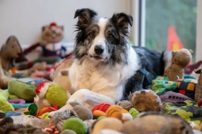 Short video poster image