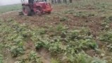 आलू के खेत में ट्रैक्टर, फोटो सोर्स- वीडियो ग्रैब पत्रिका