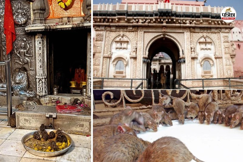 Rajasthan world only rat temple Deshnoke Bikaner seeing white rat lucky know more interesting facts