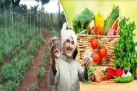 मुख्यमंत्री राज्य औद्यानिक विकास मिशन से सब्जी उत्पादकों को नई उम्मीद, प्रथम आवक प्रथम पावक के आधार पर मिलेगा लाभ    (फोटो सोर्स : WhatsApp News Group) 