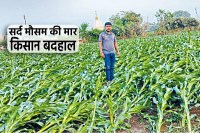 MP Weather Attack on MP Farmers Crops Destroyed