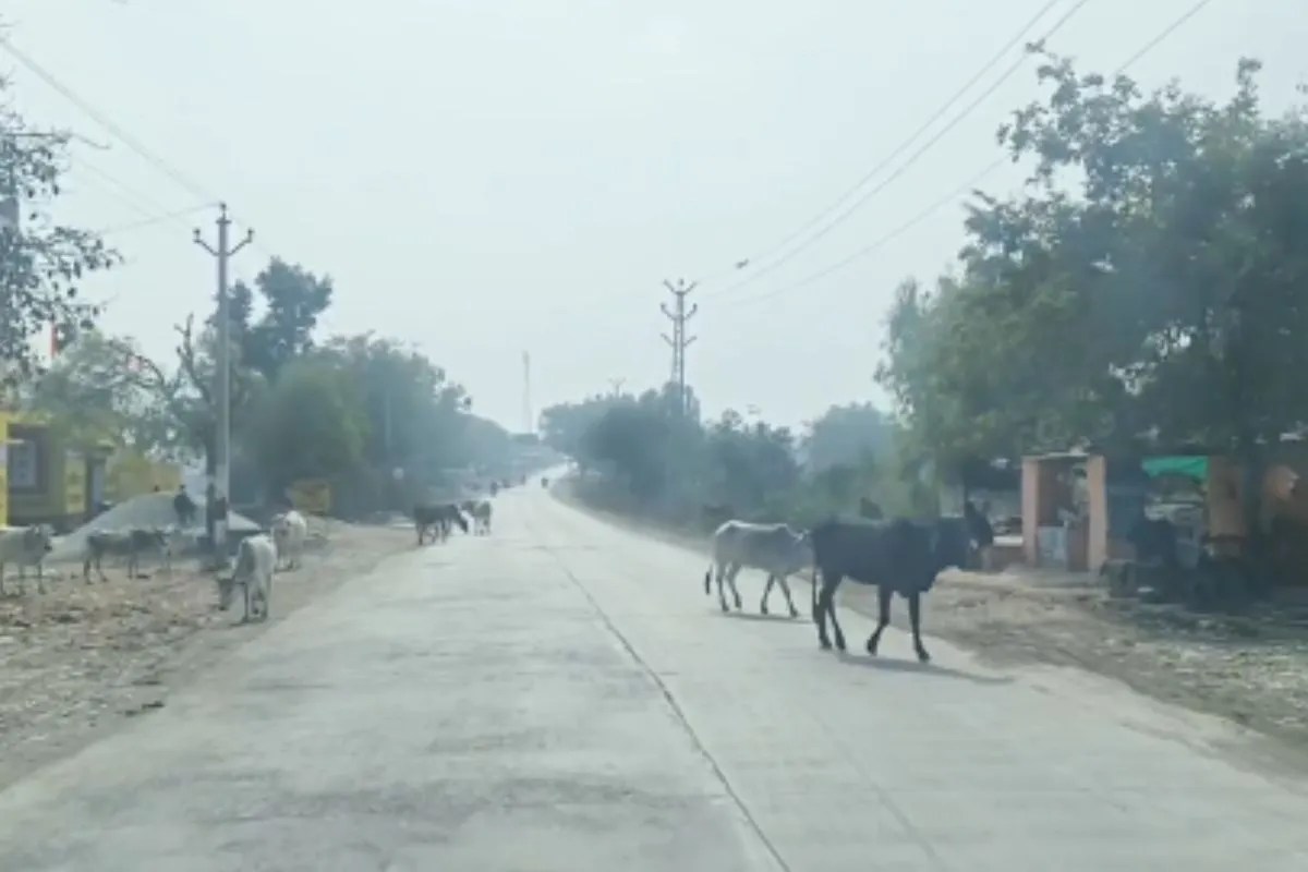Kota: आवारा गाय और सांडों की बढ़ती संख्या से सड़क से बढ़ा दुर्घटनाओं का खतरा