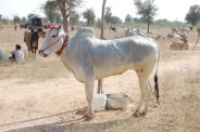 shri ramdev pashu mela, shri ramdev pashu mela in Nagaur, Nagori bull, strength of Nagori bull, price of Nagori bull, Nagori bull news, Nagaur news, Rajasthan news, नागौरी बैल, नागौरी बैल की ताकत, नागौरी बैल की कीमत, नागौरी बैल न्यूज, नागौर न्यूज, राजस्थान न्यूज, श्री रामदेव पशु मेला