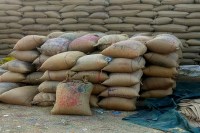 Paddy procurement