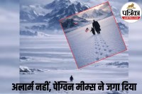 penguin meme meaning in hindi, nihilist penguin reality,