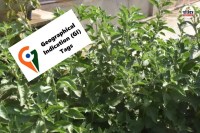 Rajasthan Good news state 22 products have received GI tag Find out their names